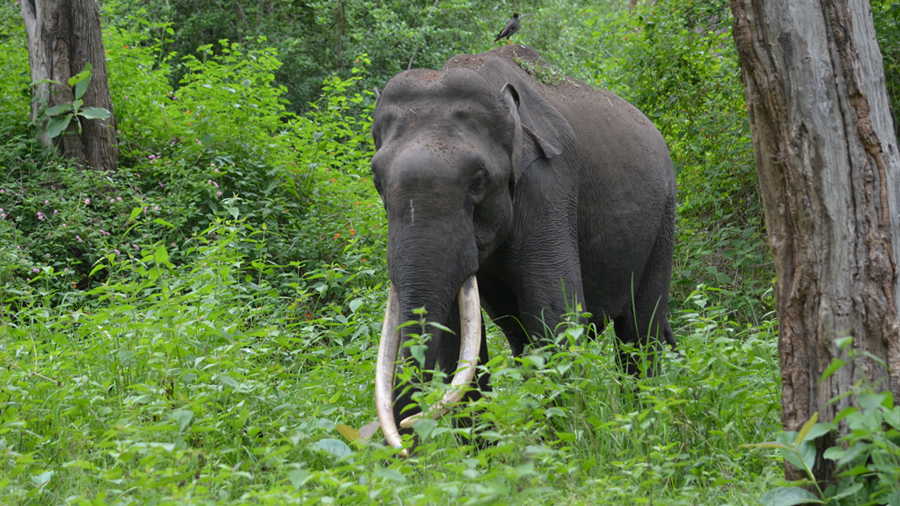 Resort in Bandipur, Bandipur Resorts, Jungle Safari Bandipur, Ambuja ...